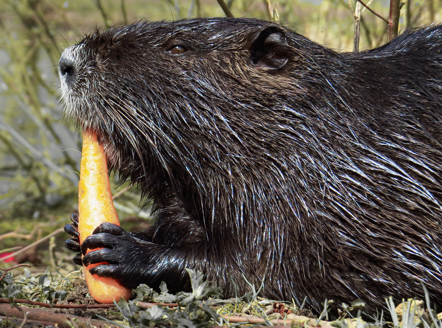 Nutria