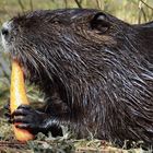 Nutria