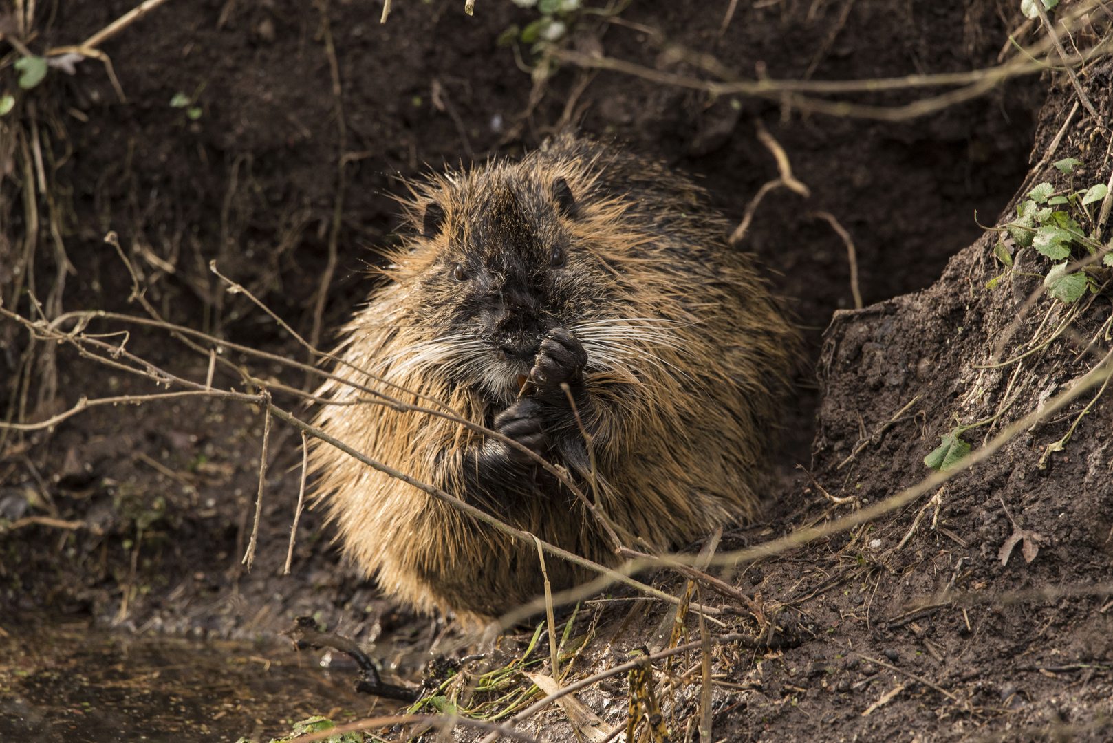 Nutria