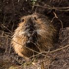 Nutria