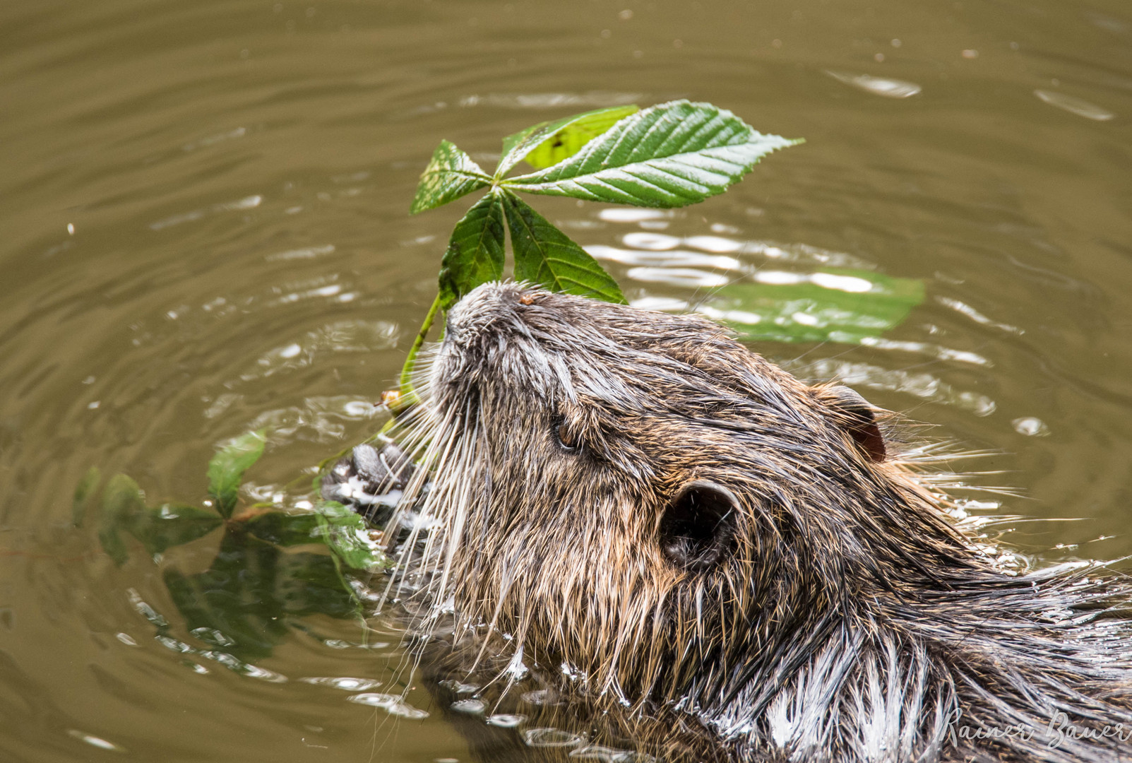 Nutria