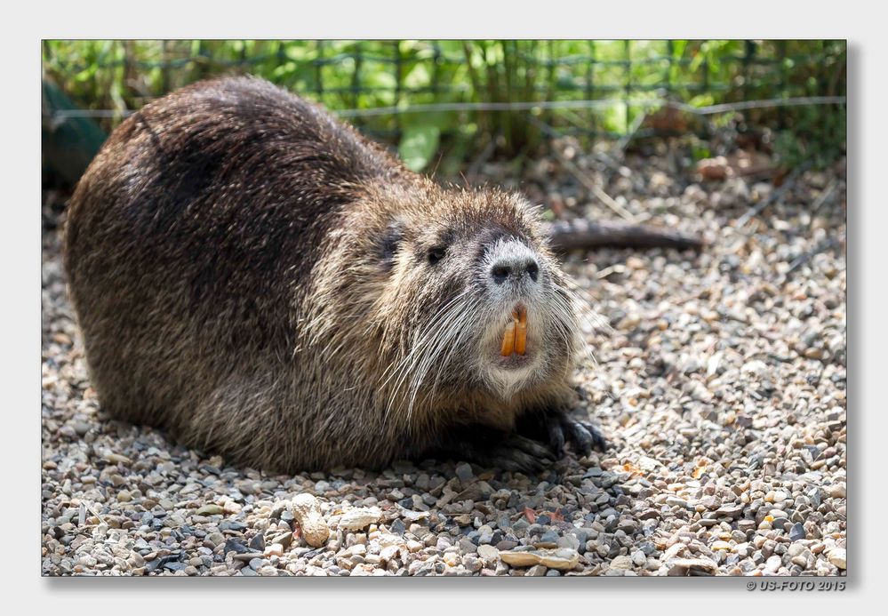 Nutria