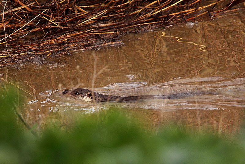 nutria