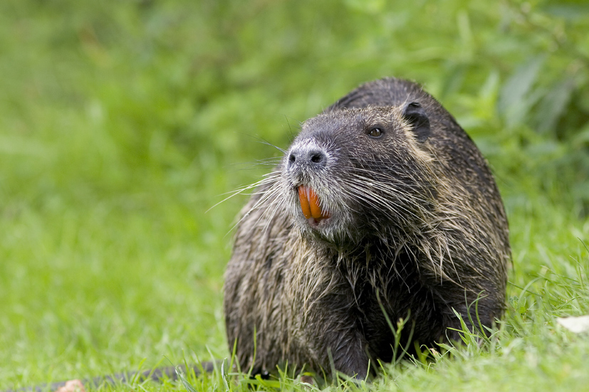 Nutria...