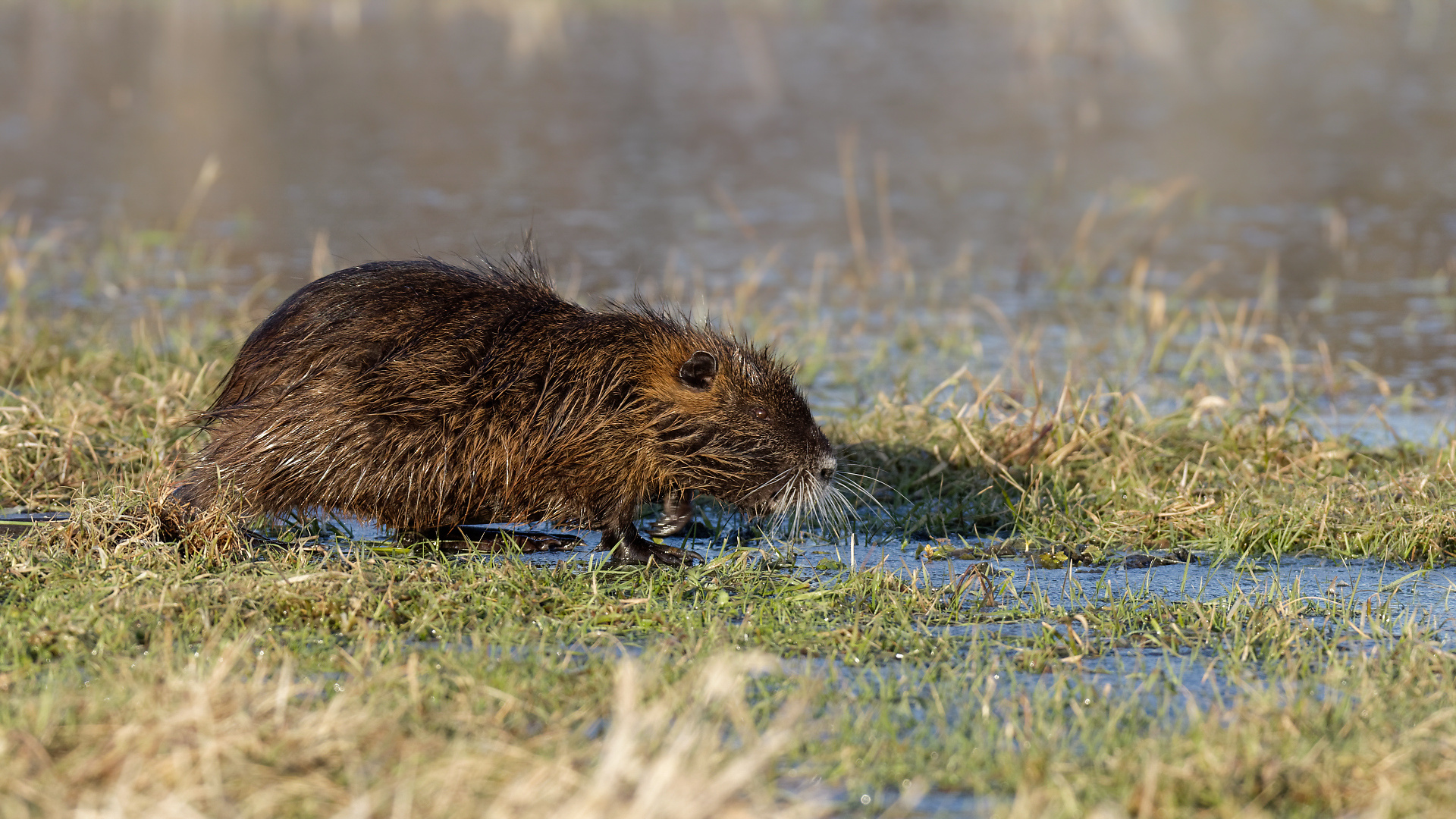 Nutria