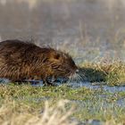 Nutria