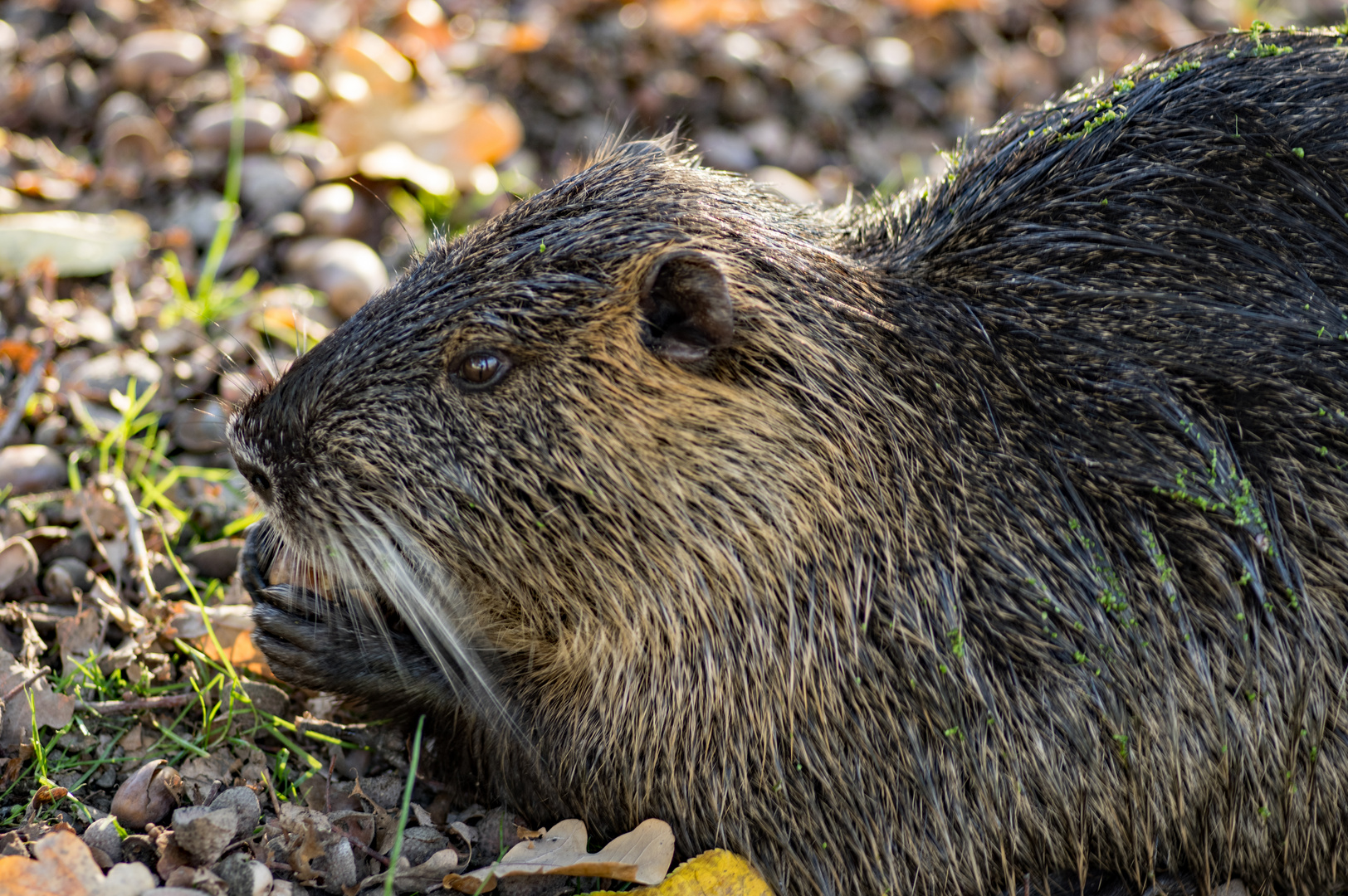 Nutria