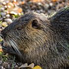 Nutria