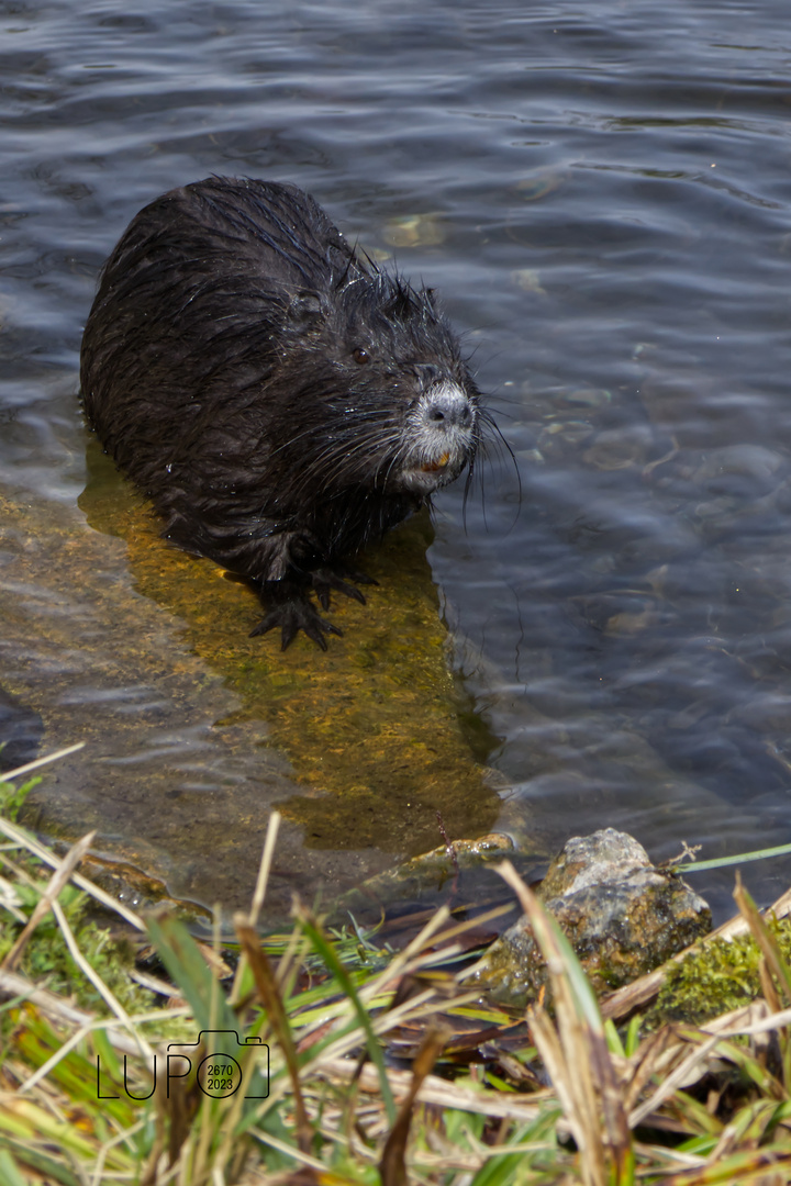 Nutria