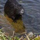 Nutria