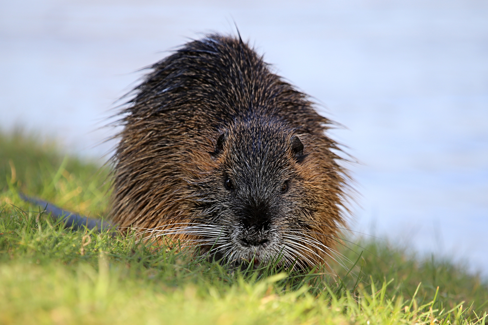 Nutria