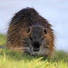 Nutria