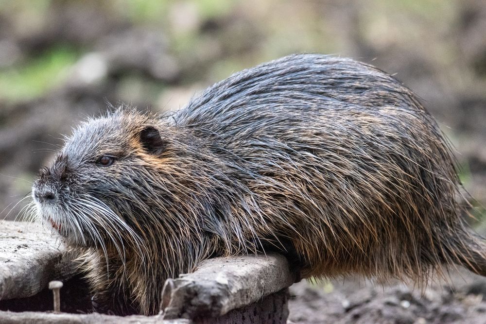 Nutria Foto & Bild | tiere, wildlife, natur Bilder auf fotocommunity