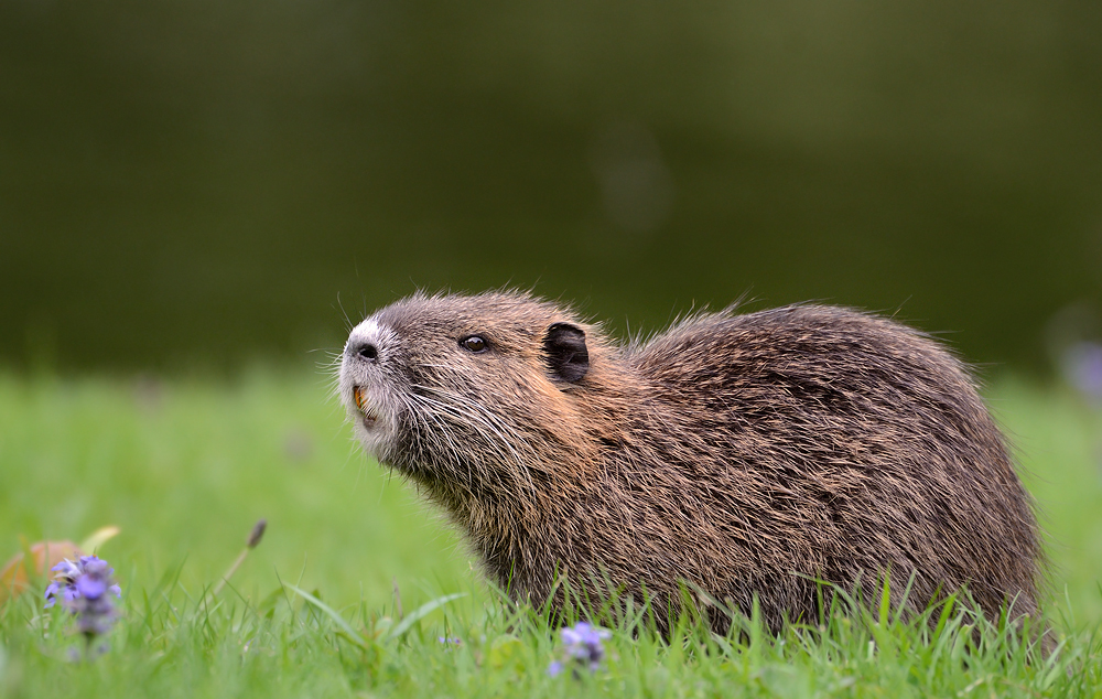 Nutria