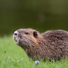 Nutria