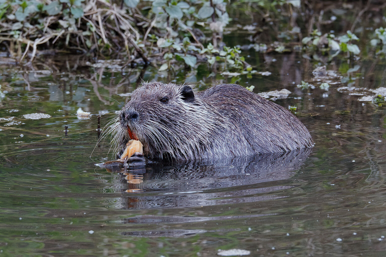 Nutria