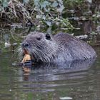 Nutria