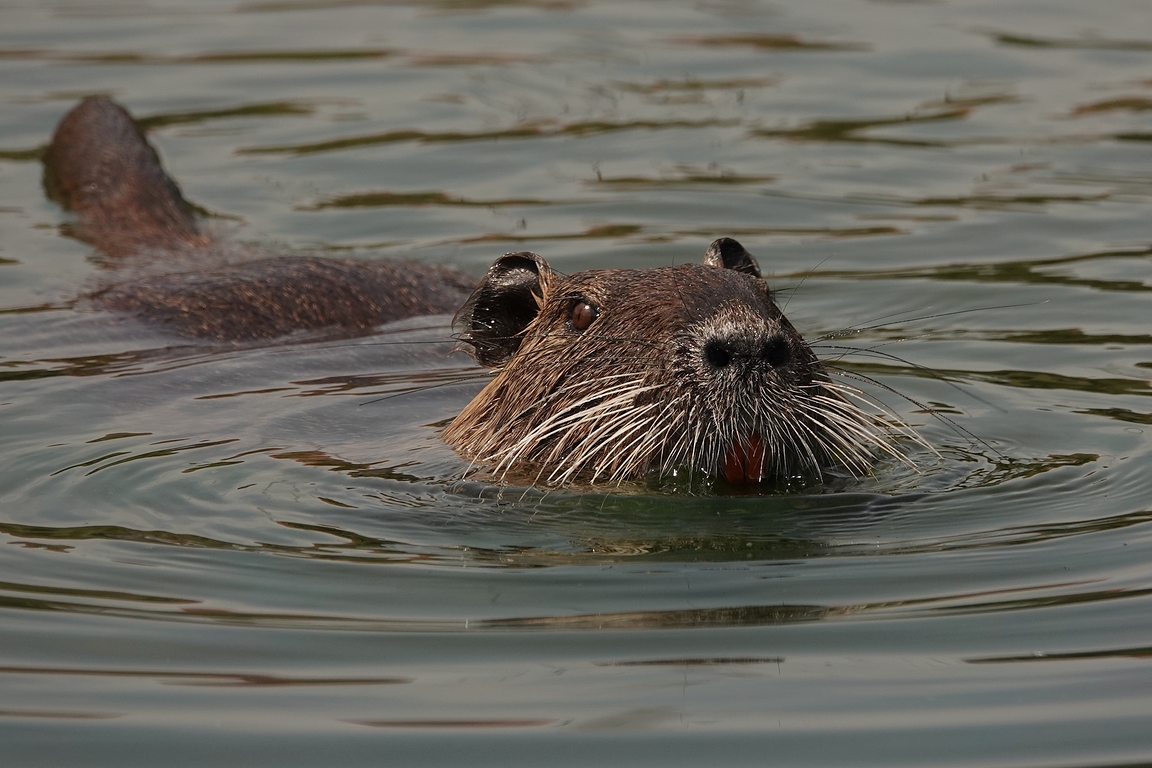 Nutria