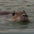 Nutria