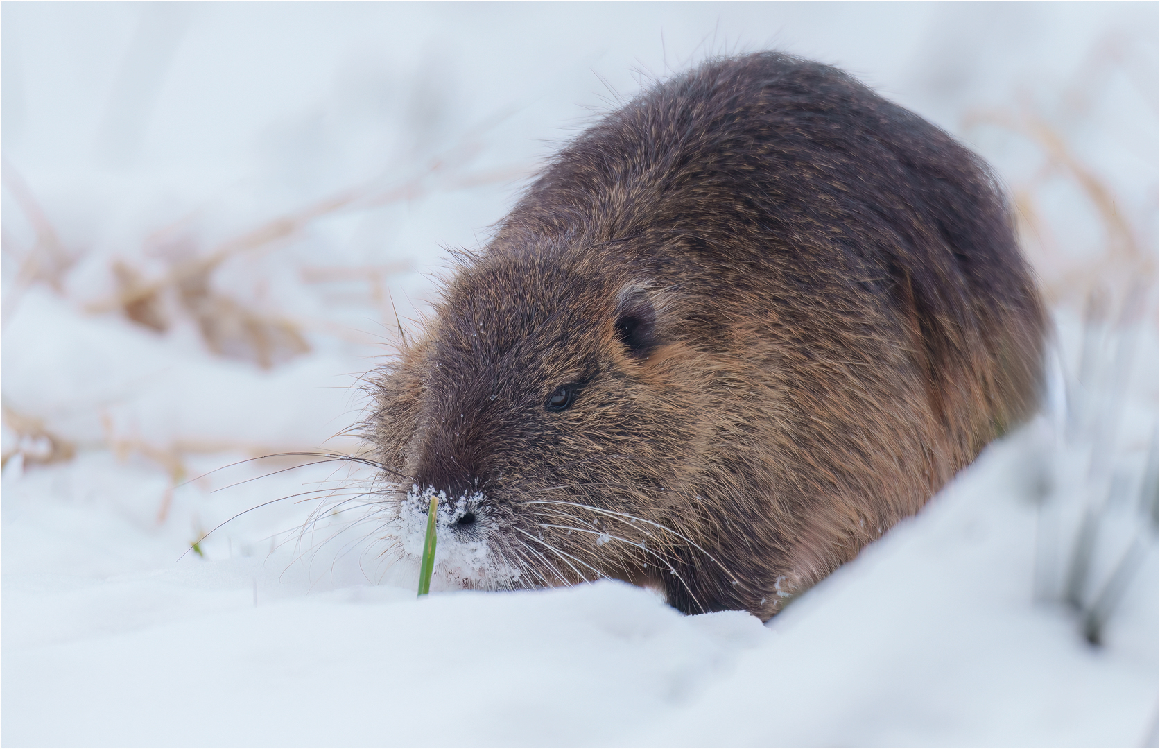 Nutria