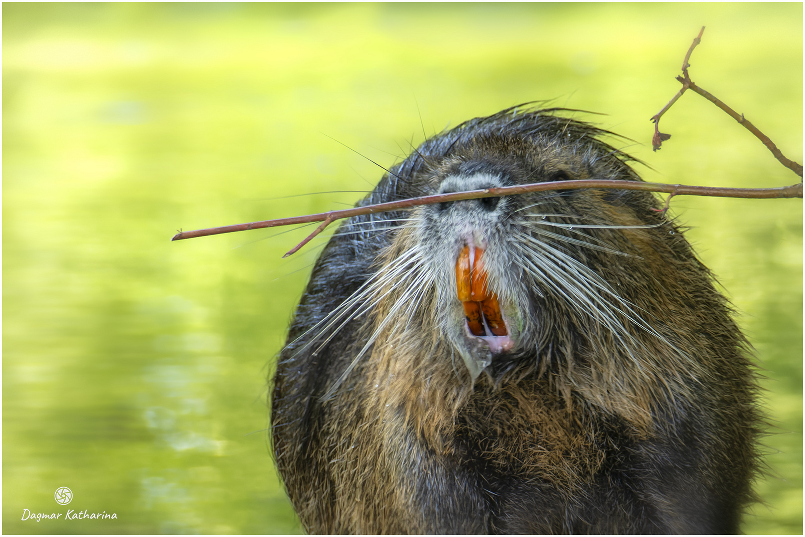 Nutria