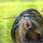 Nutria