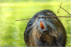 Nutria