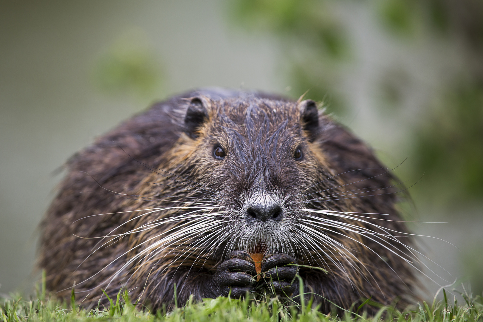 Nutria