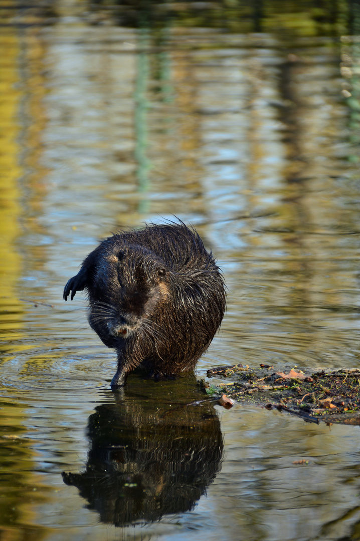 Nutria