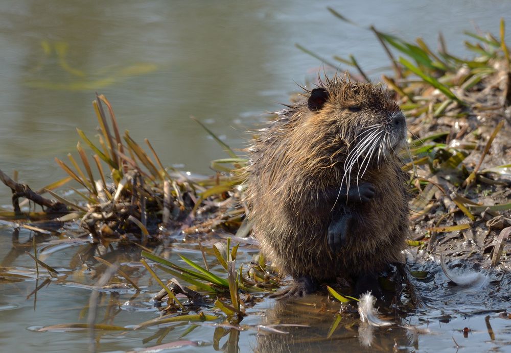 Nutria...