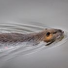 Nutria