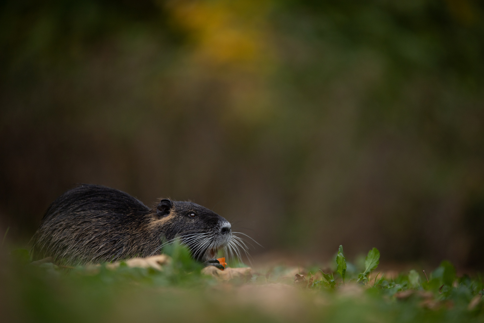 Nutria 