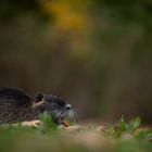 Nutria 