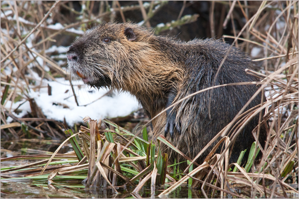 Nutria