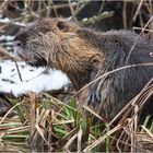 Nutria