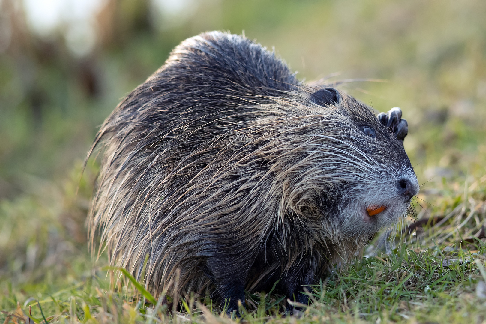 Nutria