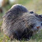 Nutria