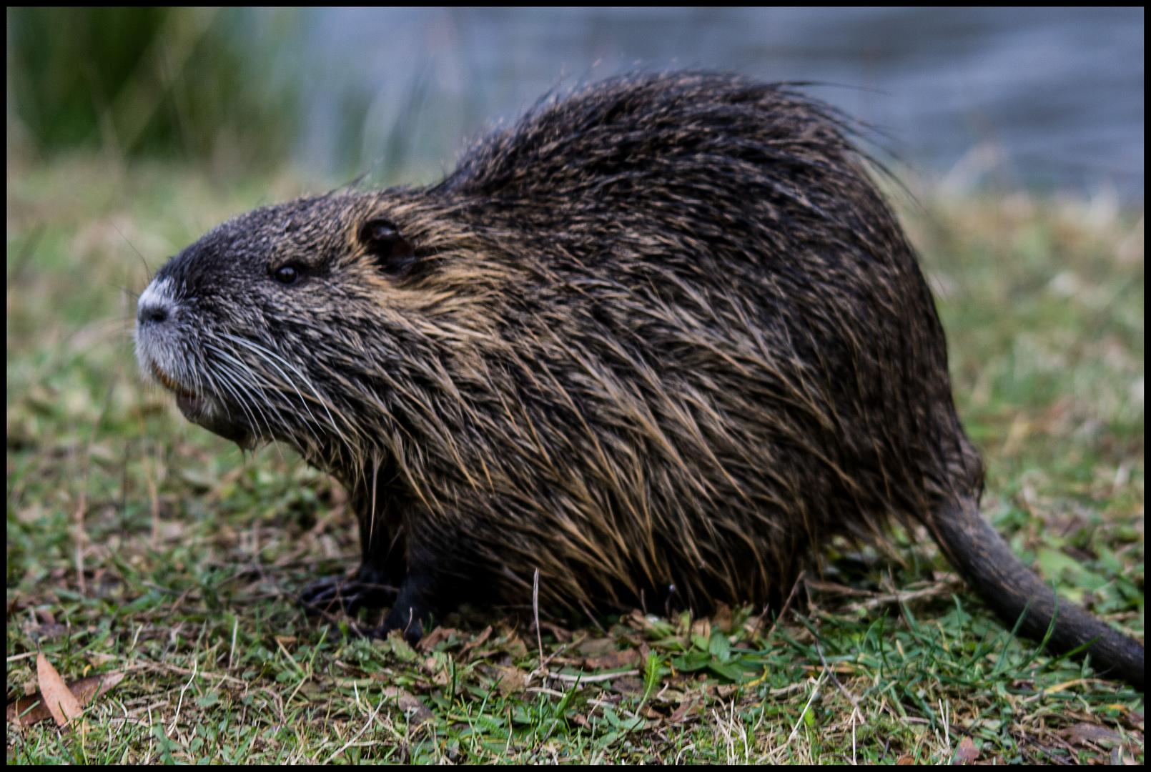 Nutria