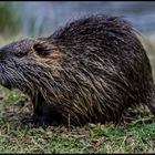 Nutria