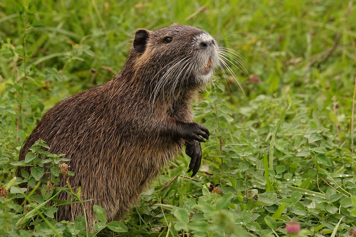 Nutria