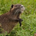 Nutria