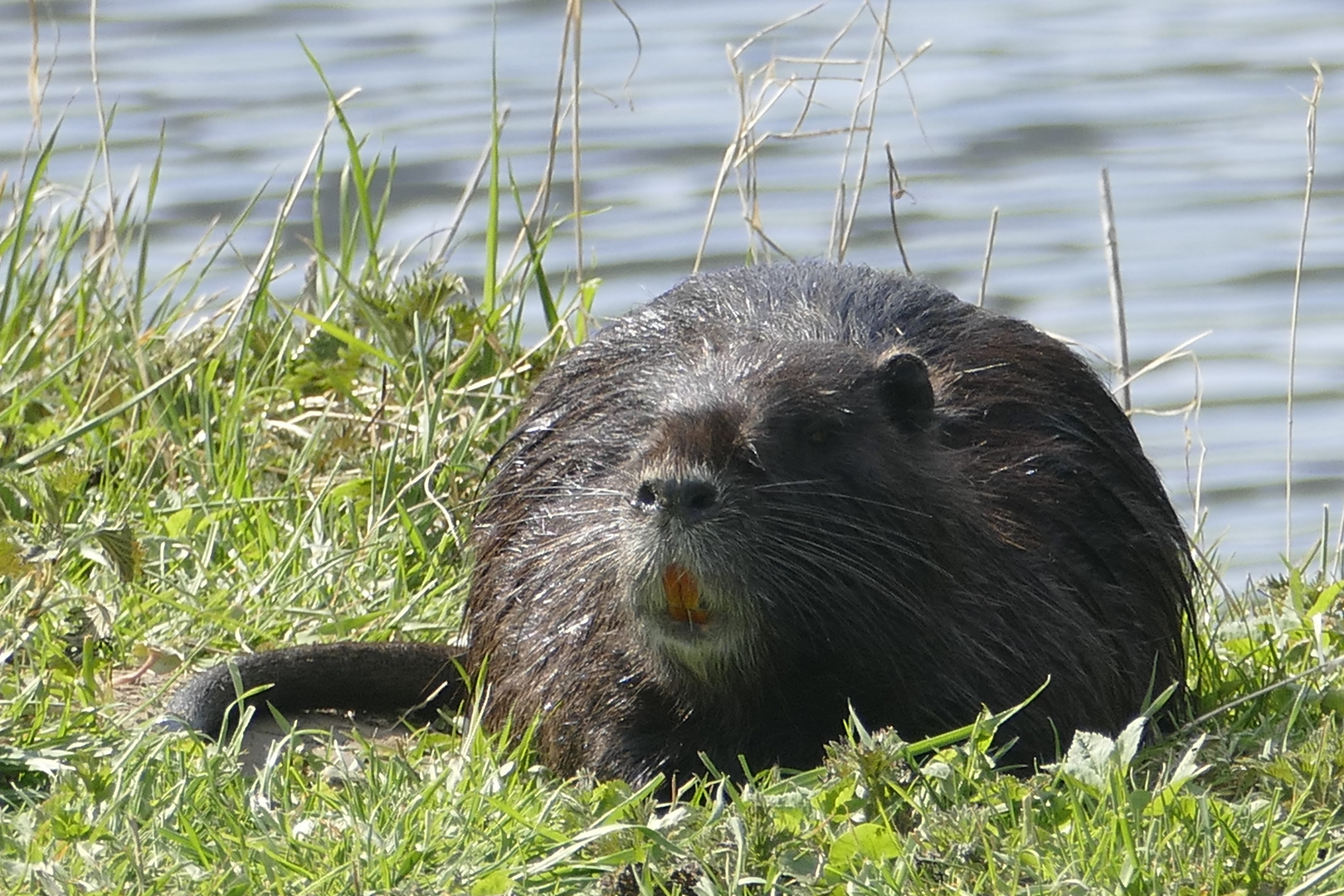 Nutria