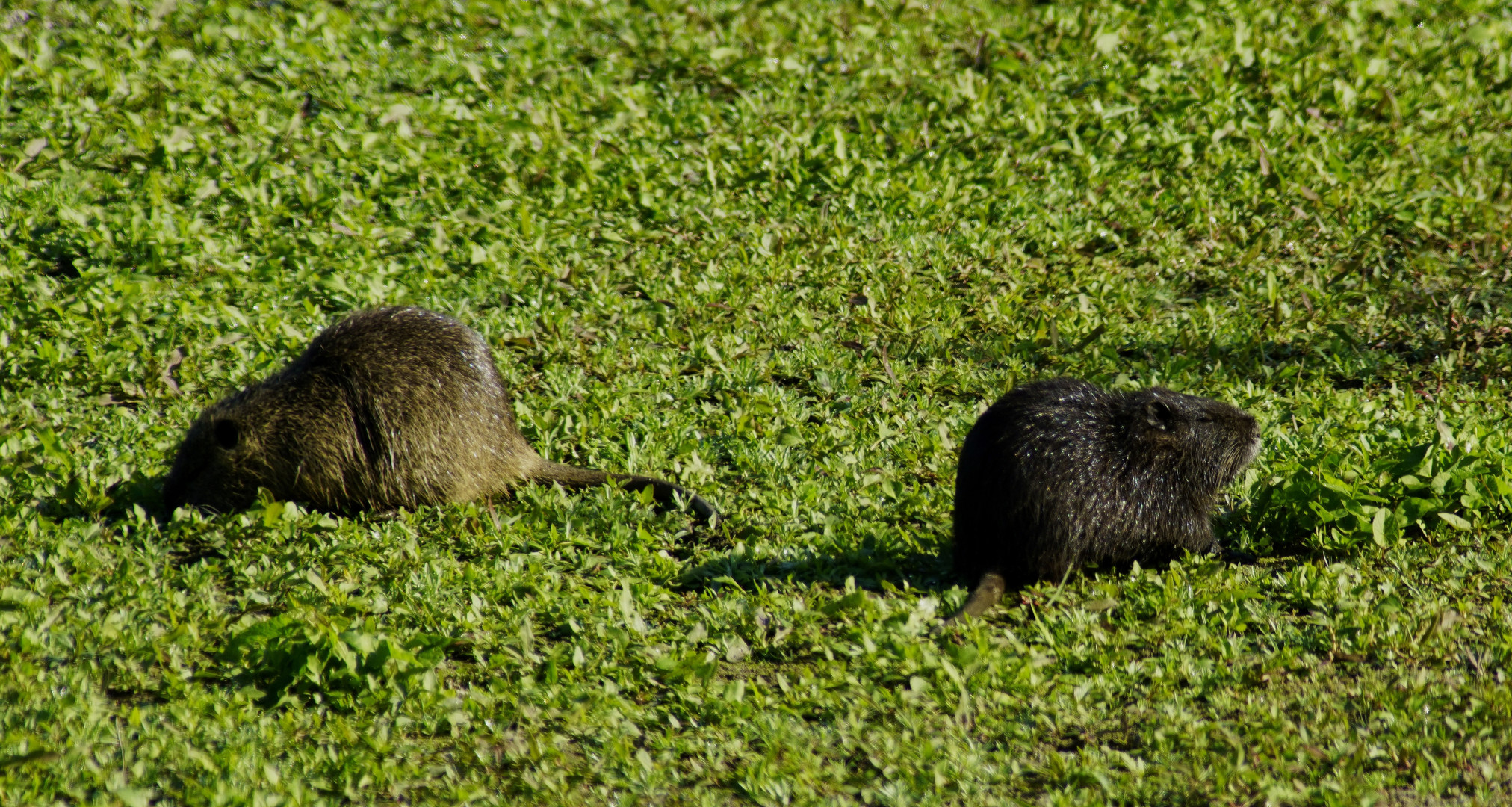 Nutria. Foto & Bild | tiere, wildlife, säugetiere Bilder ...