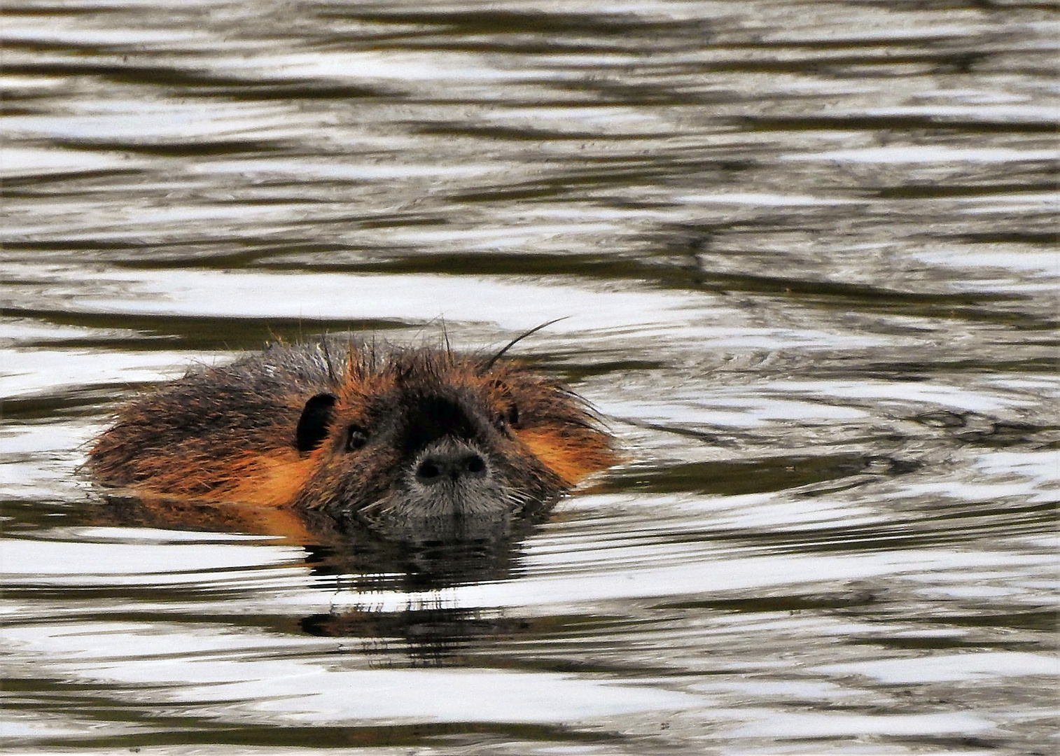 Nutria