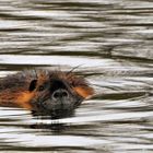 Nutria