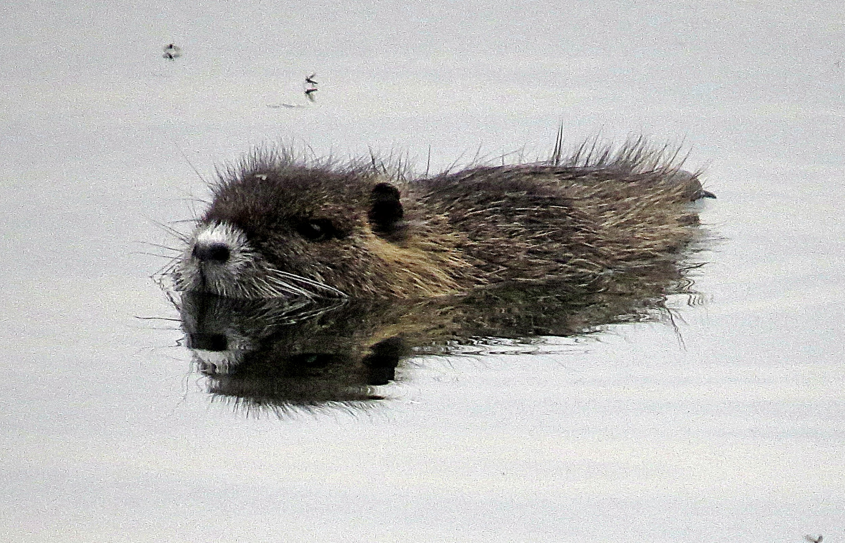 Nutria