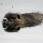 Nutria