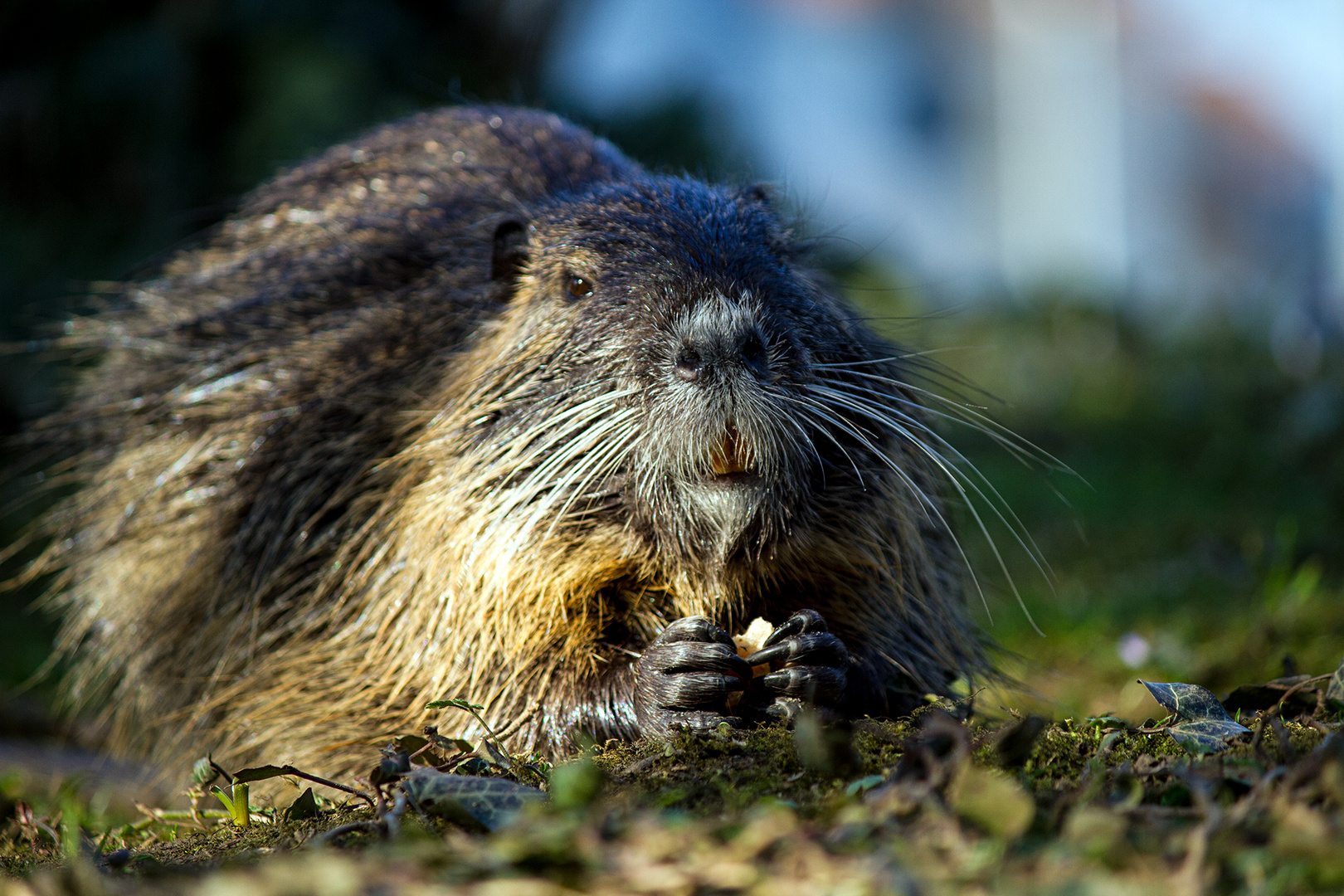 Nutria :-)