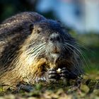 Nutria :-)