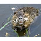 Nutria